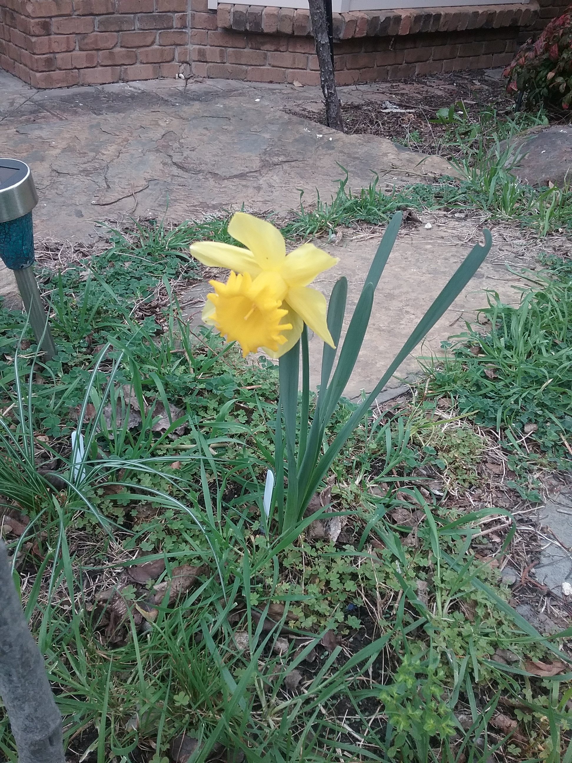 Daffodil