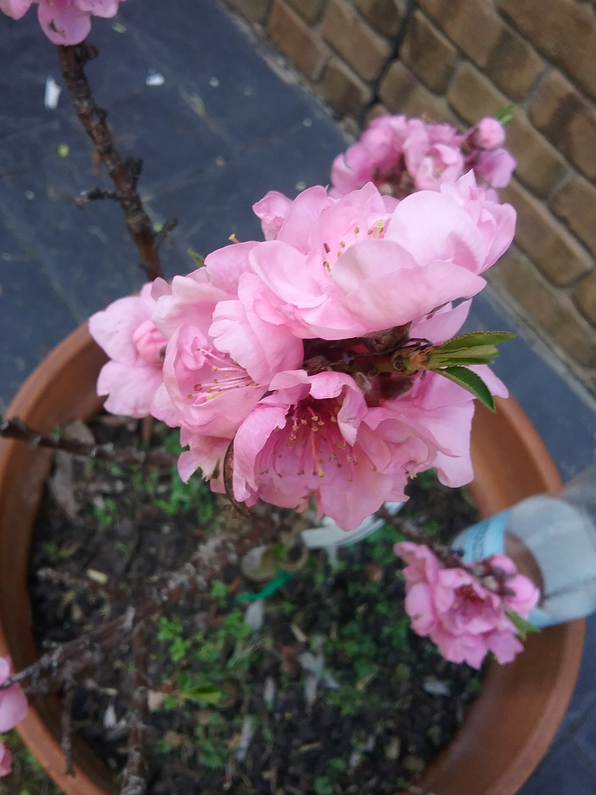 Nectarine blossom